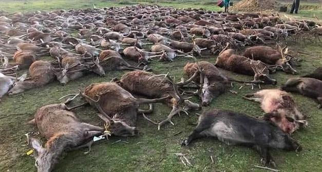 Portekiz'de geyik katliamı! İki günde 540 tanesi öldürüldü