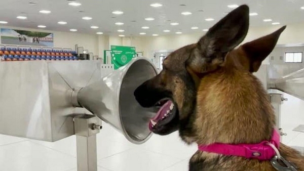 Led by the nose: Meet the UAE's COVID-19 sniffer dogs