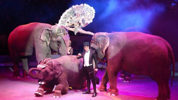 Avropa Parlamenti sirklərdə heyvanların istifadəsini qadağan etməyə çağırır