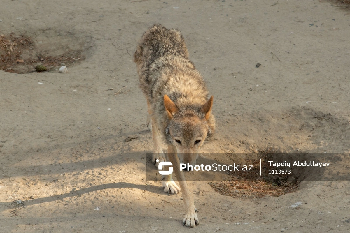 Kürdəmirdə canavarlar daha bir kəndə hücum ediblər: 13 baş qoyun tələf olub