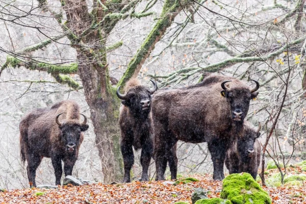 İsmayıllıda "Zubrları təbiətimizə qaytaraq!" adlı növbəti düşərgə keçirilib